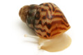 Lissachatina reticulata albino body juvenil